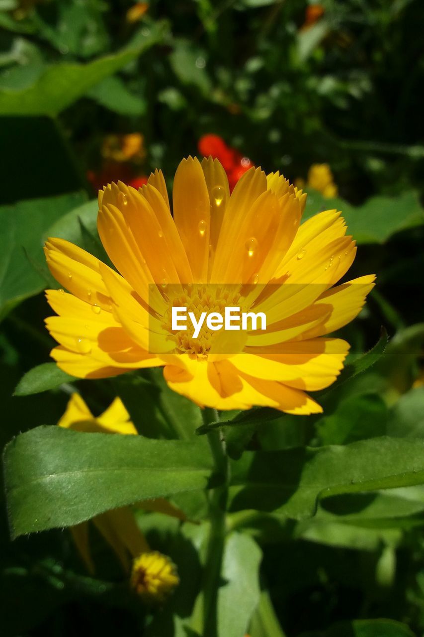 CLOSE-UP OF YELLOW FLOWER