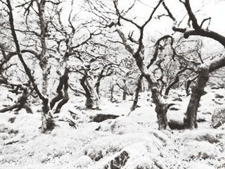 SNOW COVERED TREES