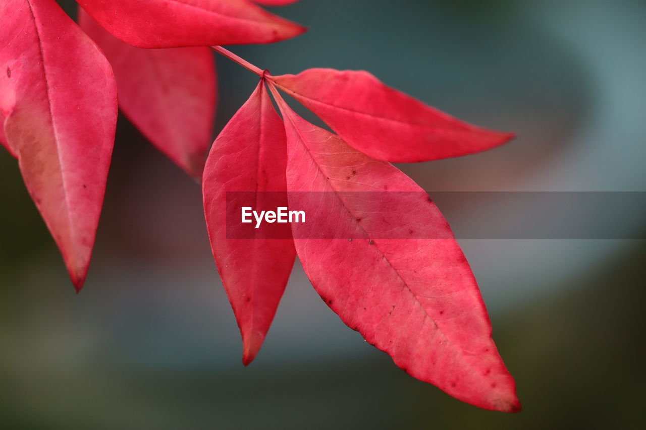 leaf, red, plant part, plant, autumn, close-up, macro photography, beauty in nature, nature, flower, petal, no people, plant stem, pink, tree, focus on foreground, maple leaf, fragility, outdoors, branch, day, tranquility, maple