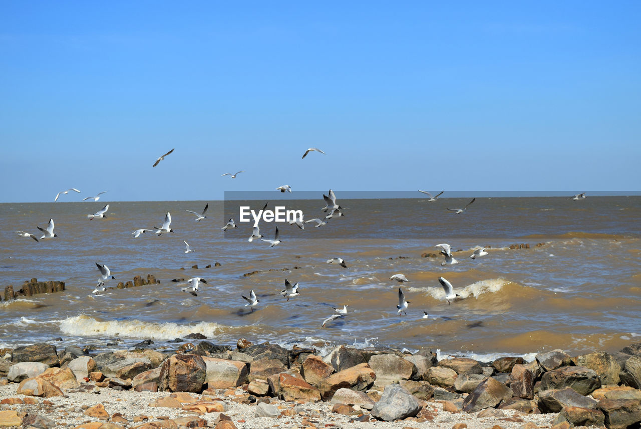 BIRDS FLYING OVER SEA AGAINST CLEAR SKY