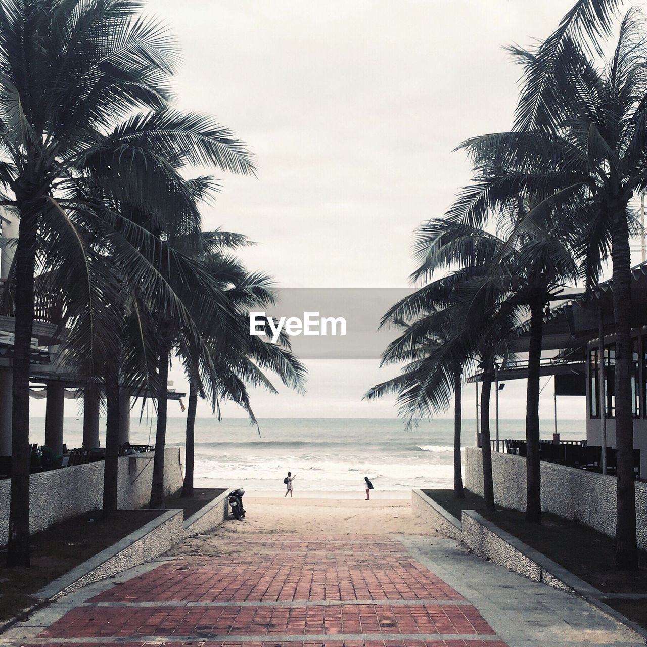 View of palm trees by sea