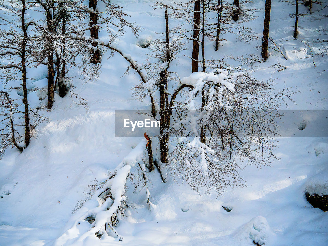 SNOW COVERED TREES ON LAND