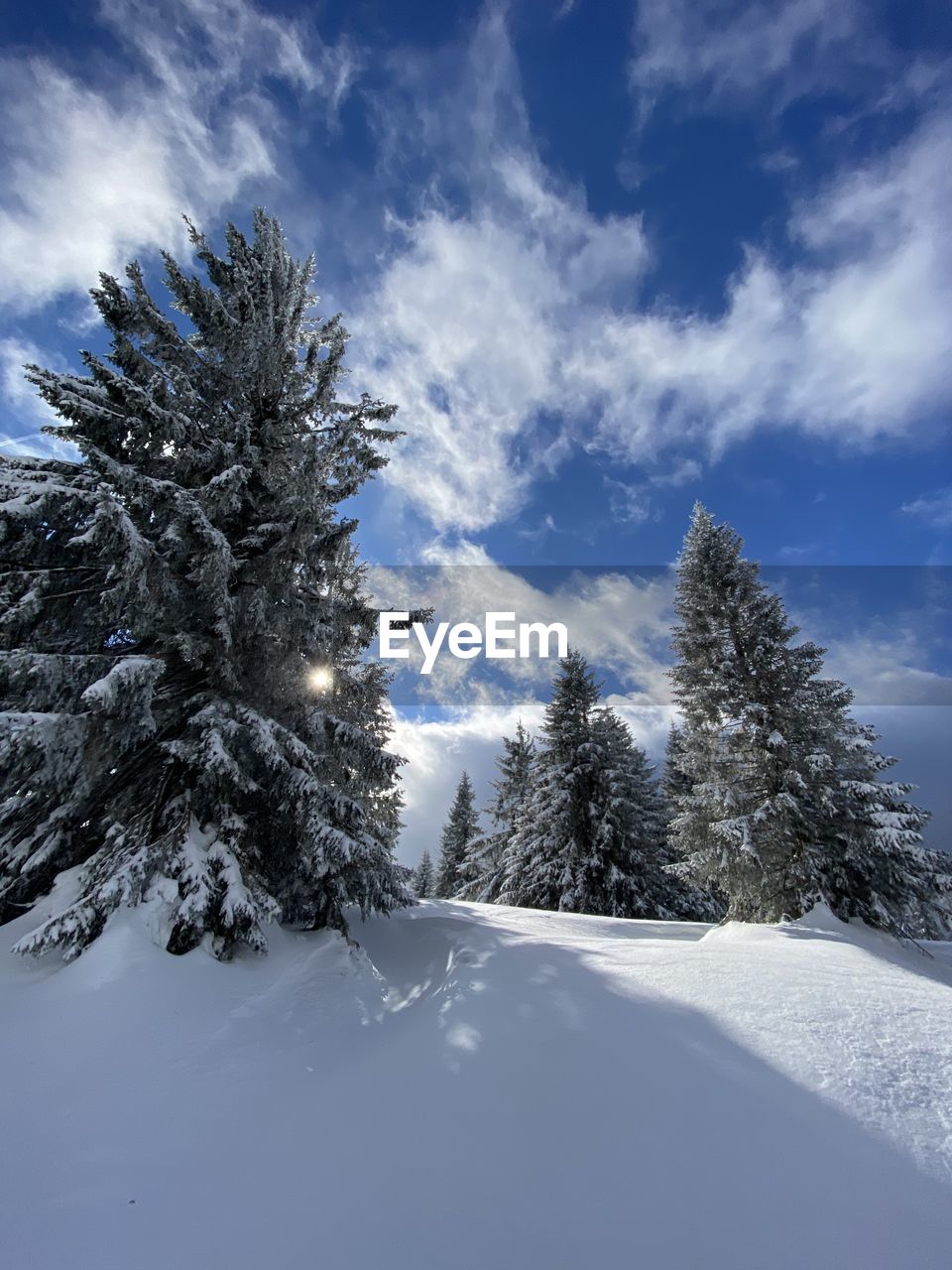 SNOW COVERED TREES AGAINST SKY