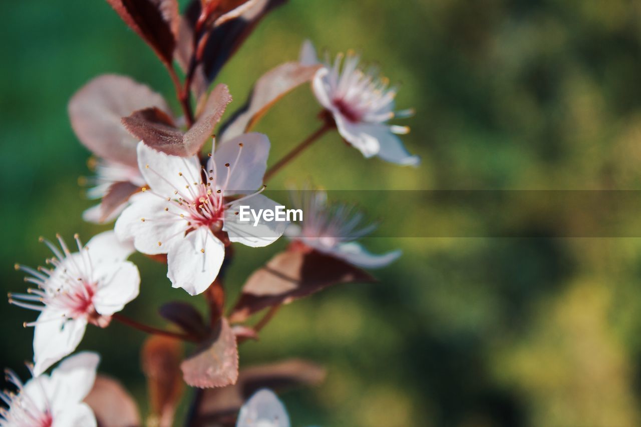 Close-up of white cherry blossoms