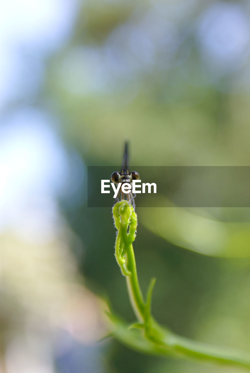 CLOSE-UP OF GRASSHOPPER ON LEAF