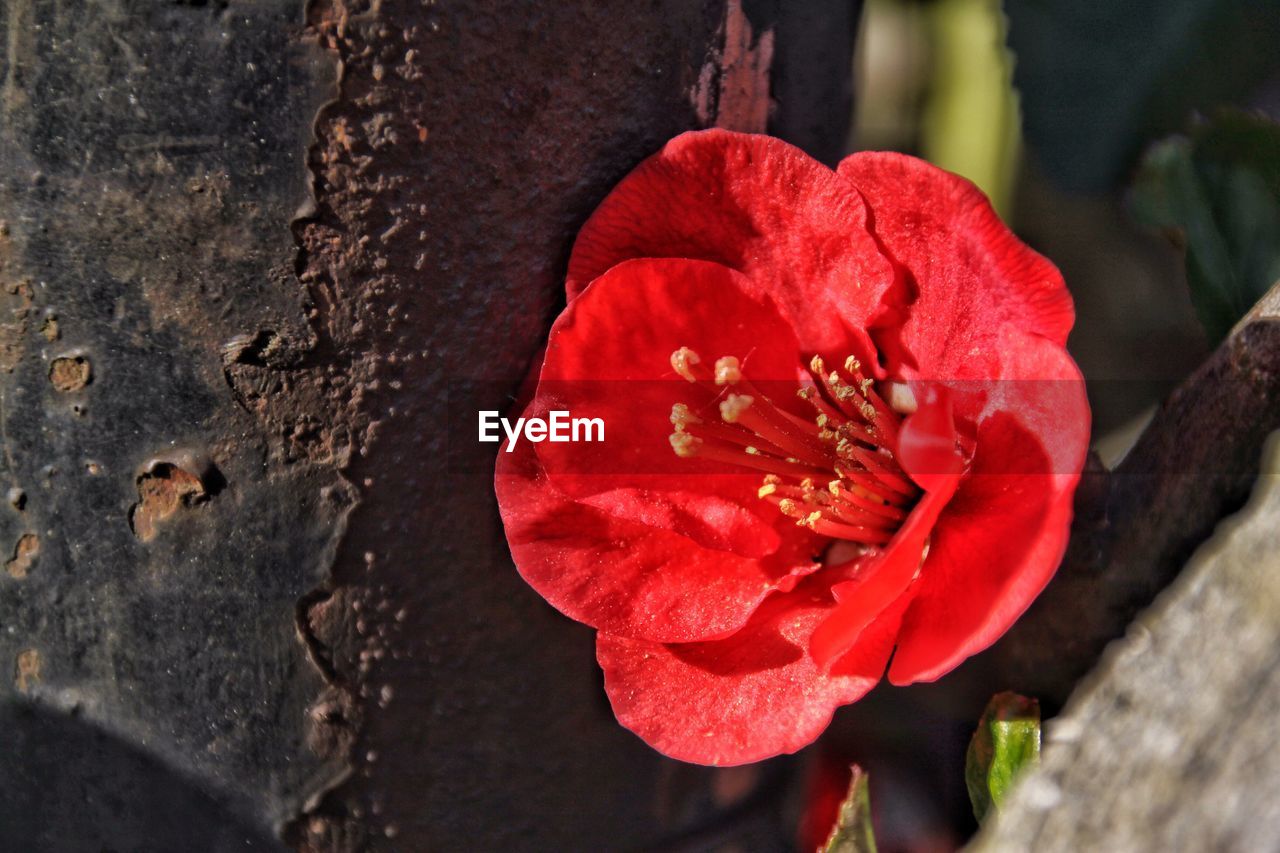 CLOSE-UP OF RED FLOWERS