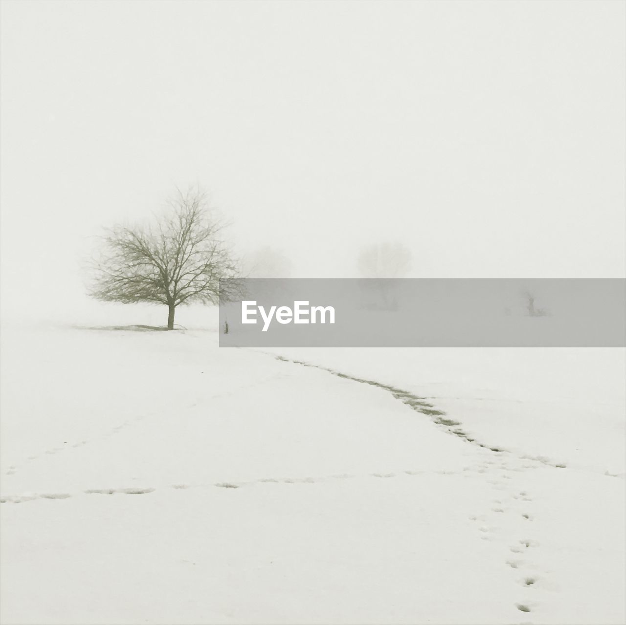 Lone bare tree on snow covered landscape