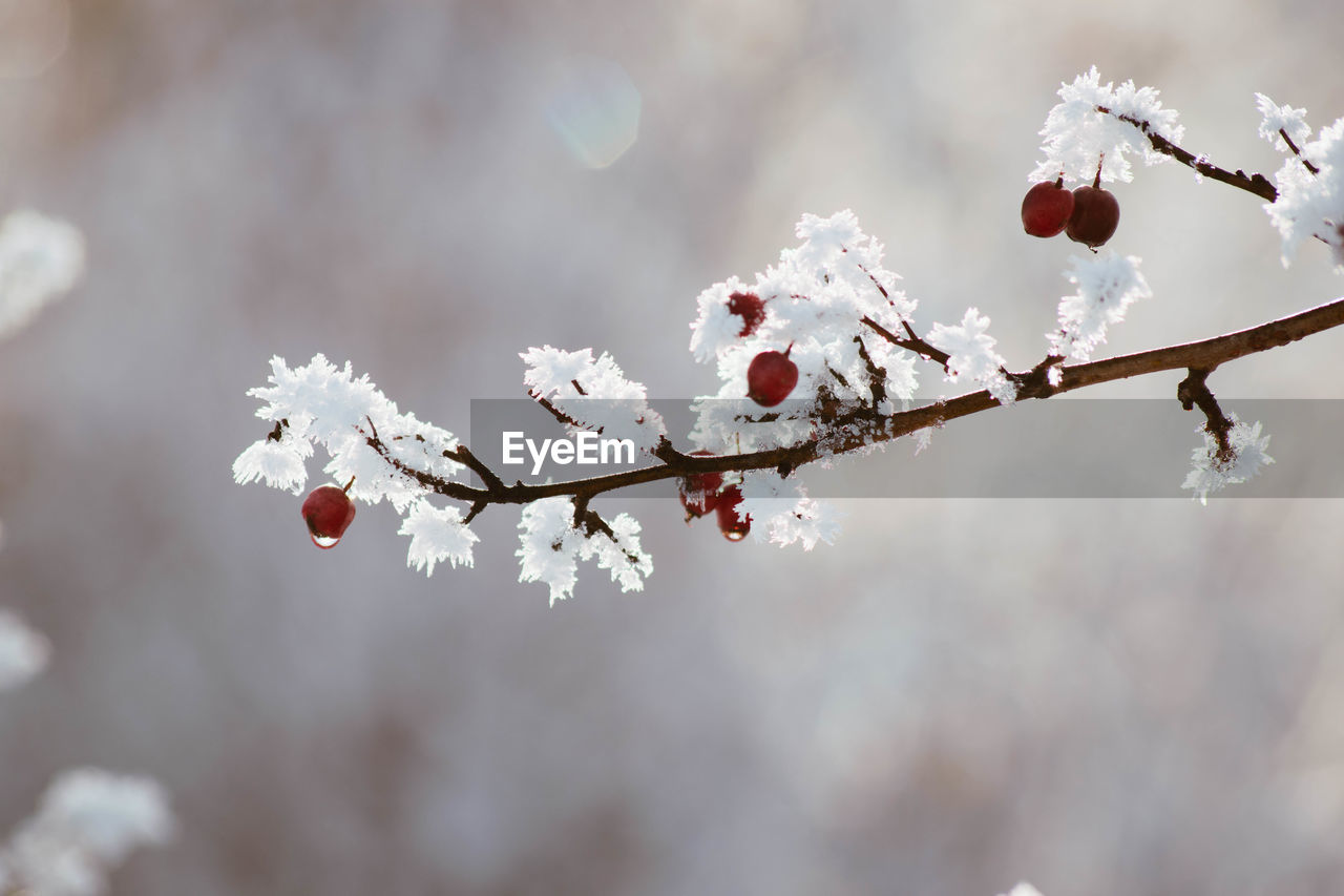 Close-up of cherry blossoms in spring