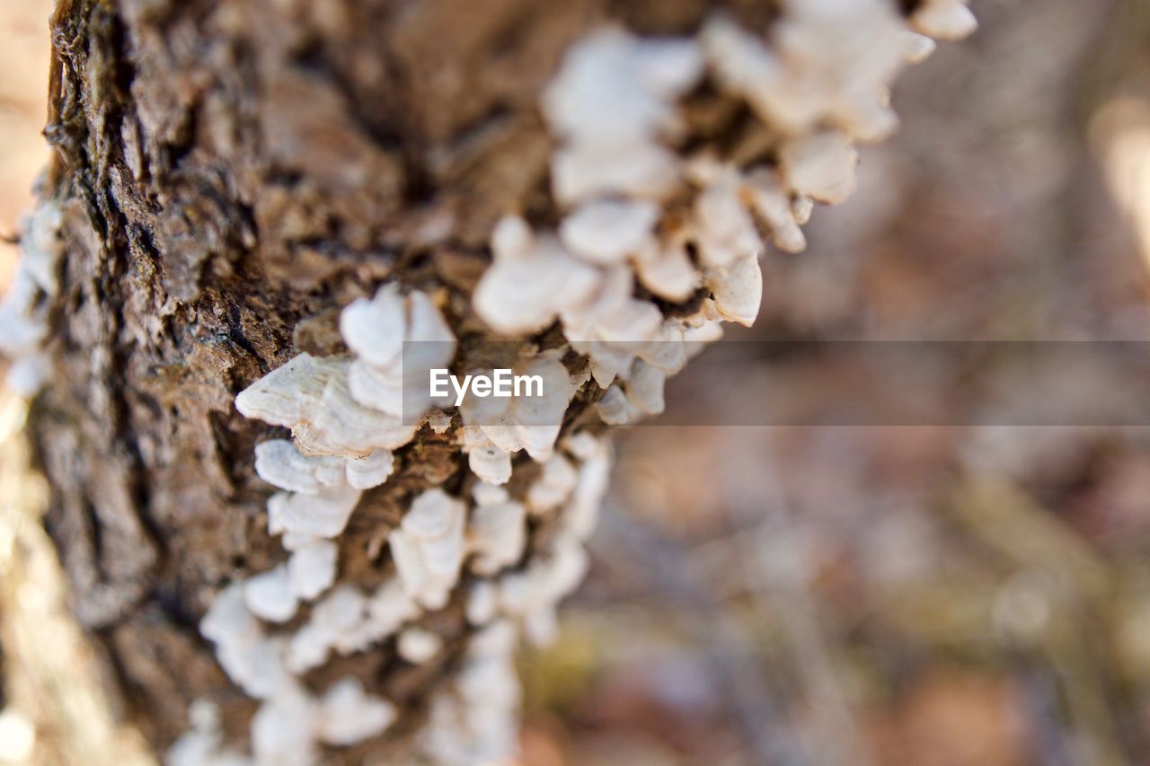 CLOSE-UP OF FRESH TREE