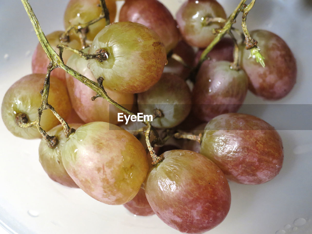 CLOSE-UP OF GRAPES GROWING ON PLANT