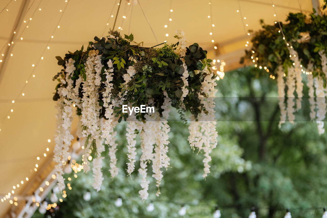 nature, plant, branch, flower, water, green, no people, tree, focus on foreground, macro photography, close-up, drop, beauty in nature, outdoors, freshness, selective focus, sunlight, decoration, food and drink, christmas tree, wet, leaf, celebration, hanging, spider web, fragility