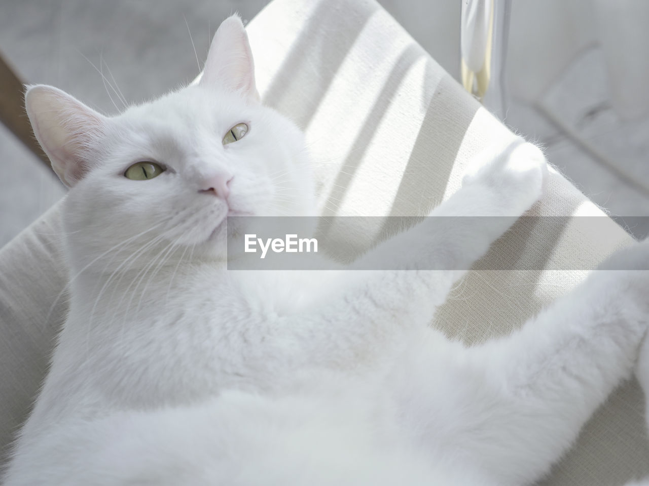 Close-up of white cat lying on sofa 