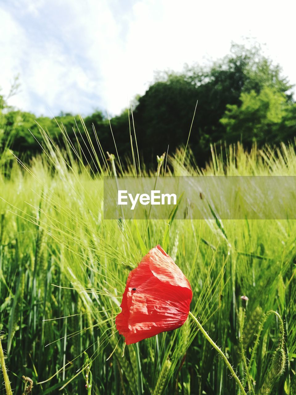 CLOSE-UP OF WHEAT GROWING IN FIELD