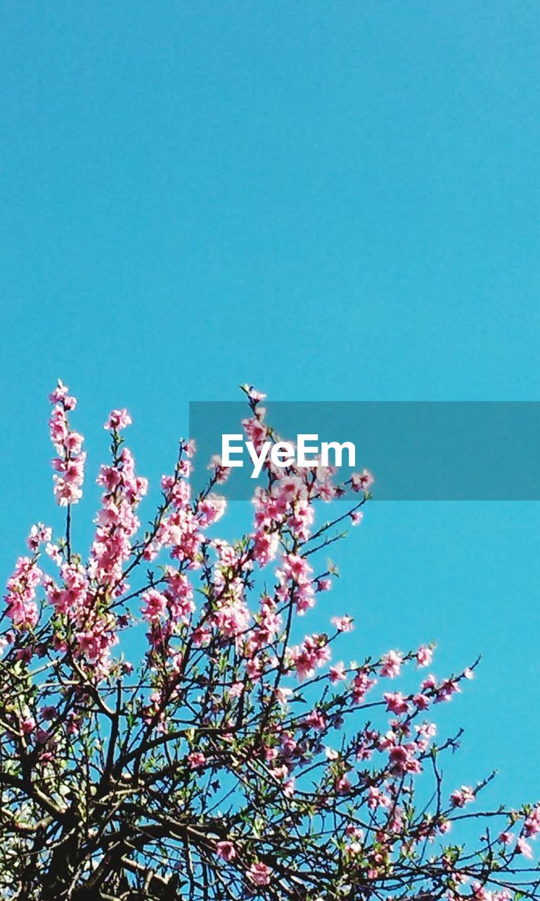 LOW ANGLE VIEW OF PINK FLOWER TREE AGAINST CLEAR SKY