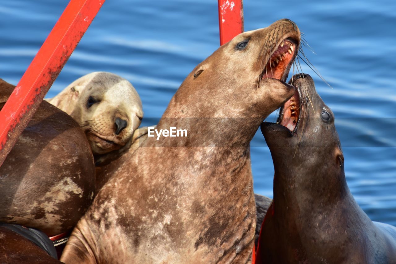 Close-up of sea lion