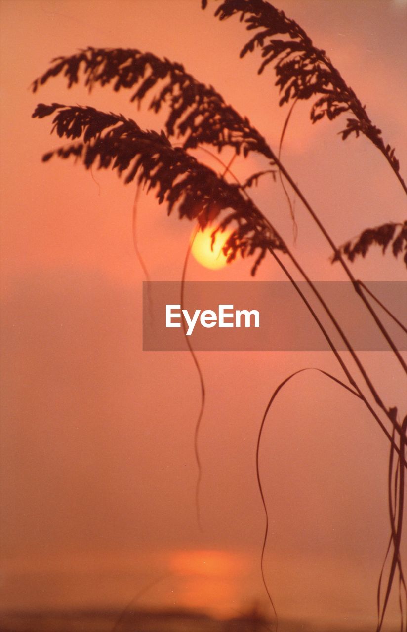 SILHOUETTE PALM TREE AGAINST SUNSET