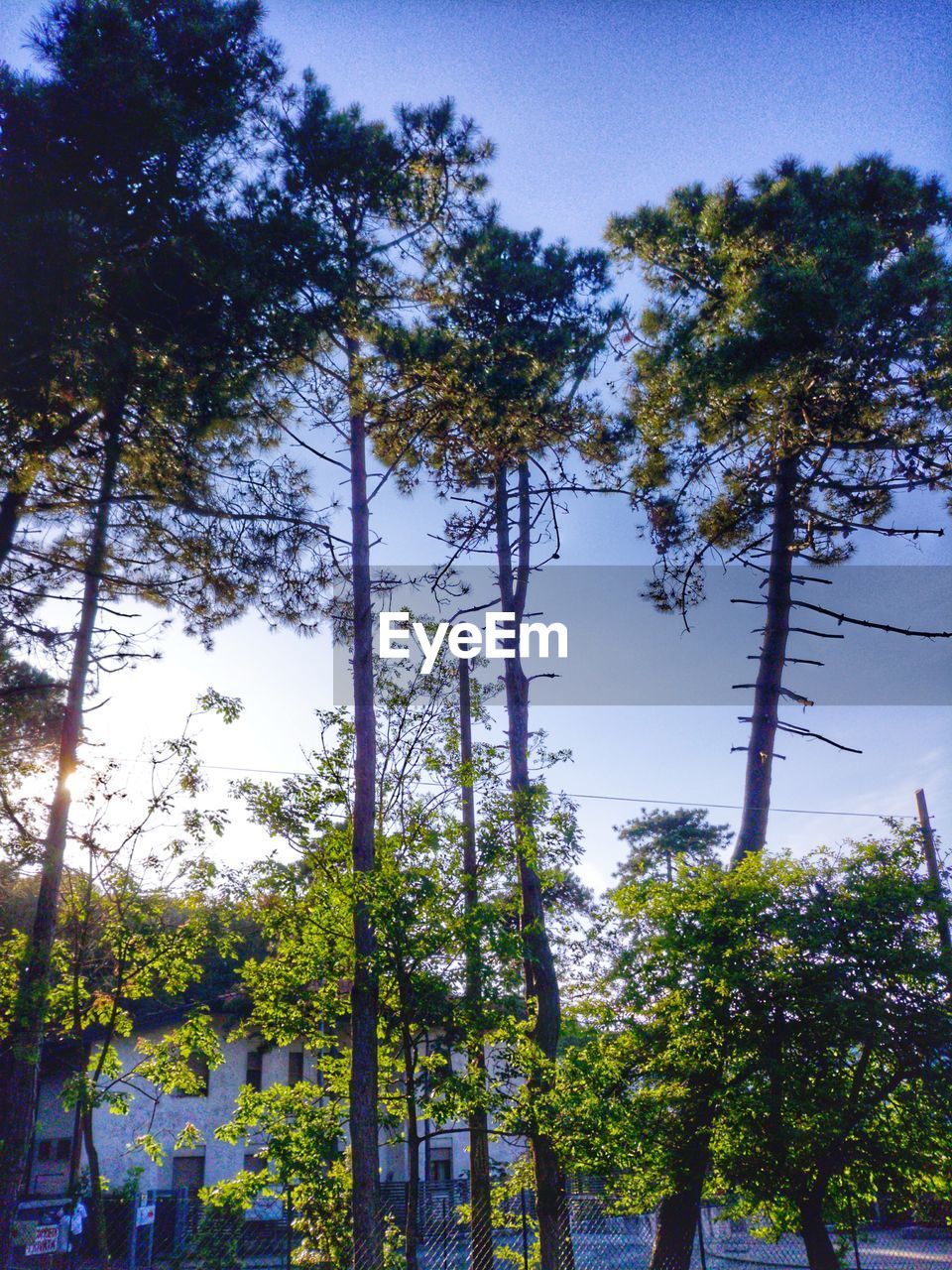 LOW ANGLE VIEW OF TREES AGAINST SKY IN FOREST