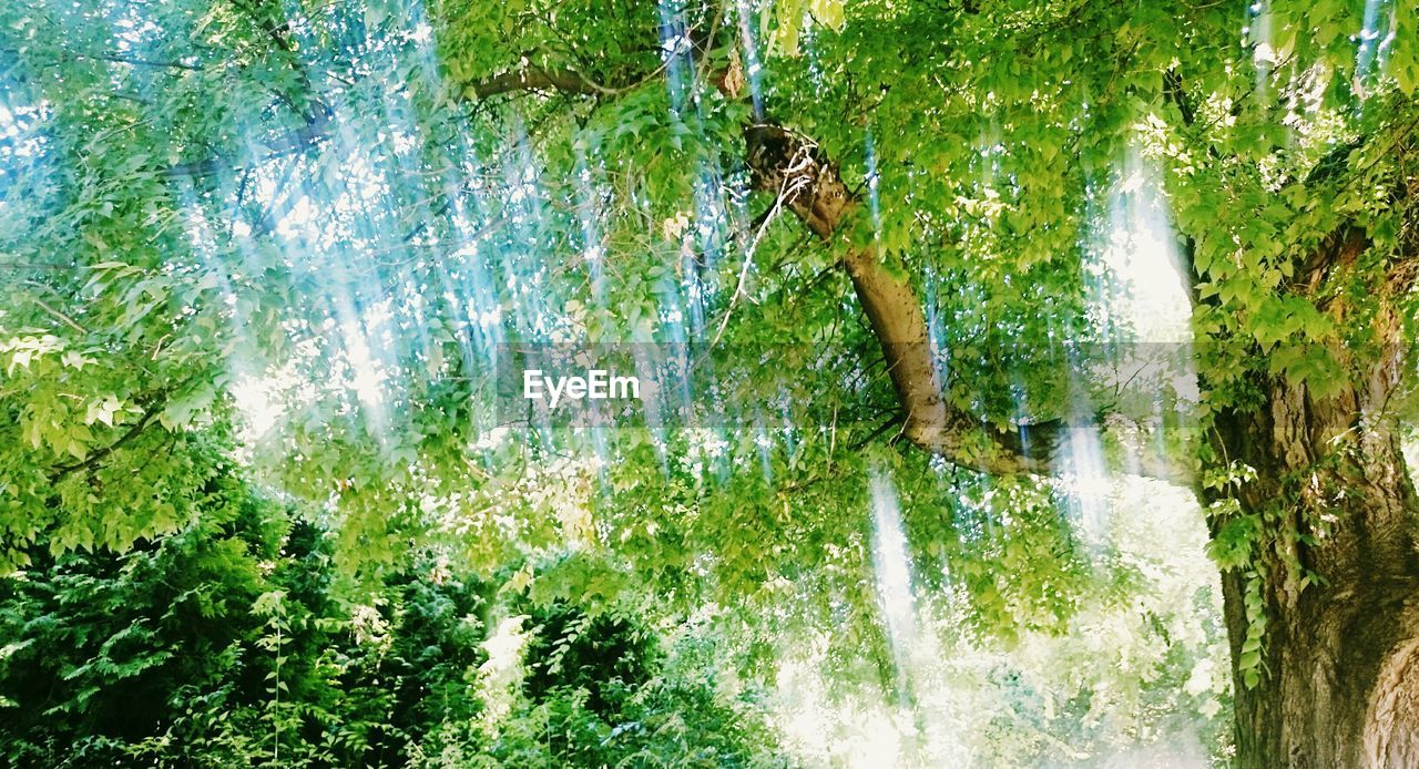 CLOSE-UP OF WATER FLOWING AGAINST TREES