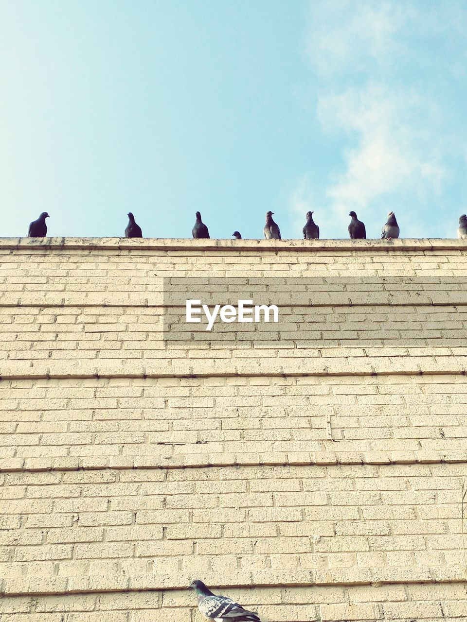 LOW ANGLE VIEW OF BIRDS PERCHED ON RAILING