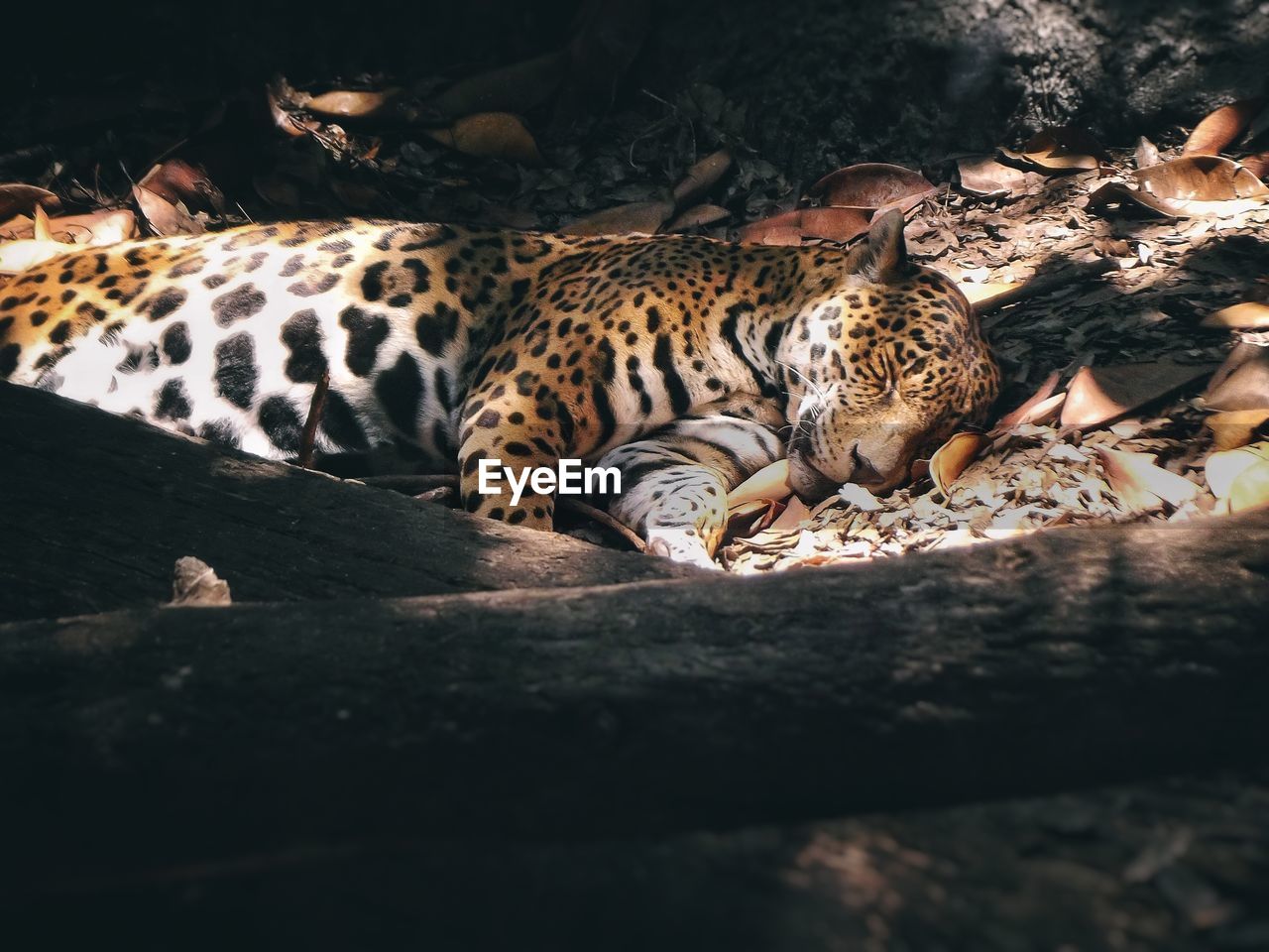 High angle view of tiger sleeping on field in forest