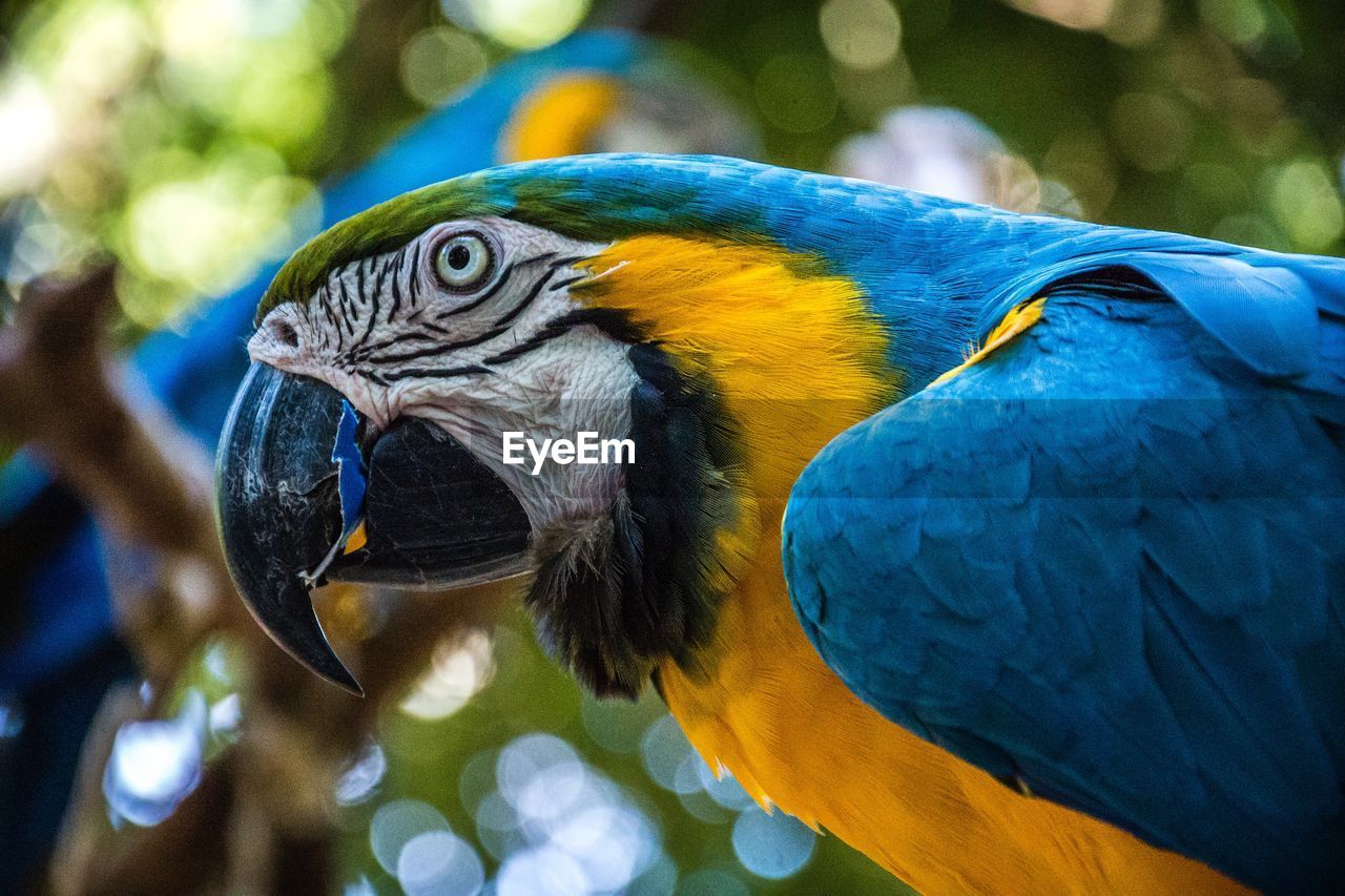 CLOSE-UP OF GOLD AND BLUE MACAW