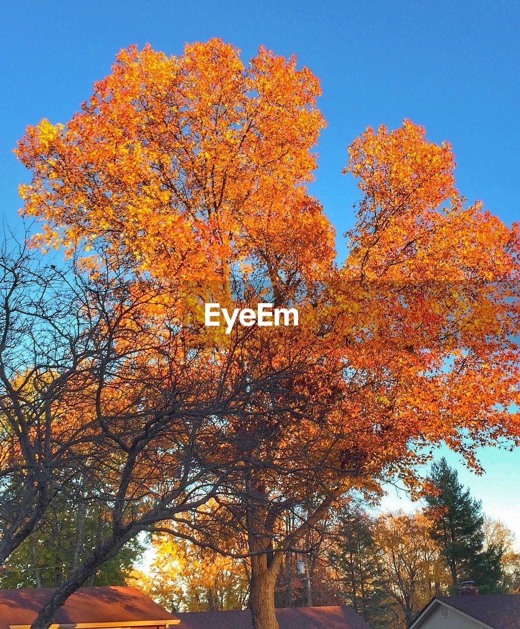 LOW ANGLE VIEW OF TREES AGAINST CLEAR SKY