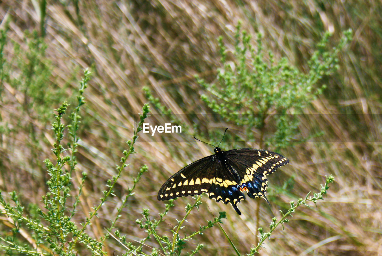 CLOSE-UP OF BUTTERFLY ON PLANT