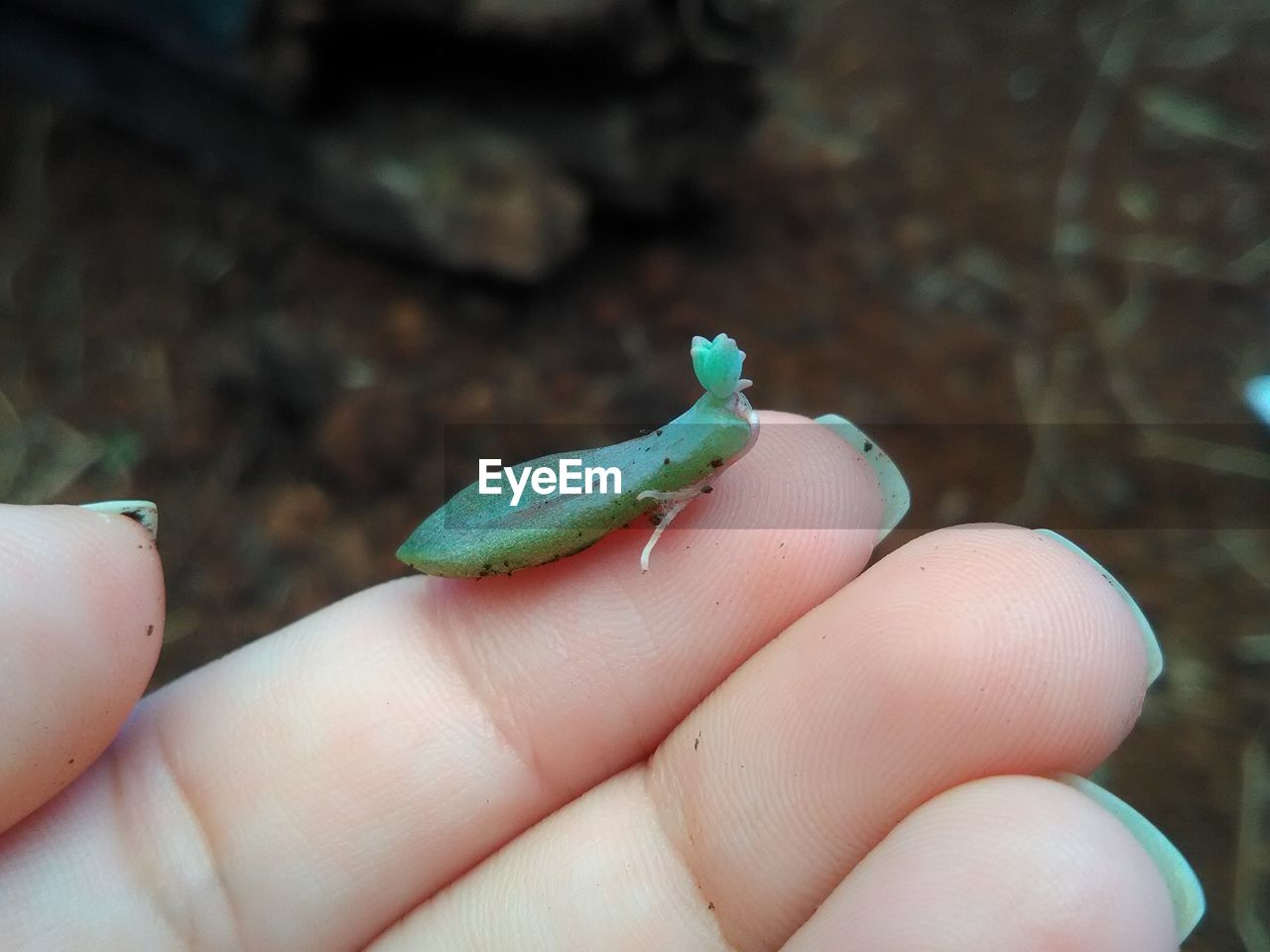 CLOSE-UP OF HAND HOLDING SMALL LIZARD ON LEAF