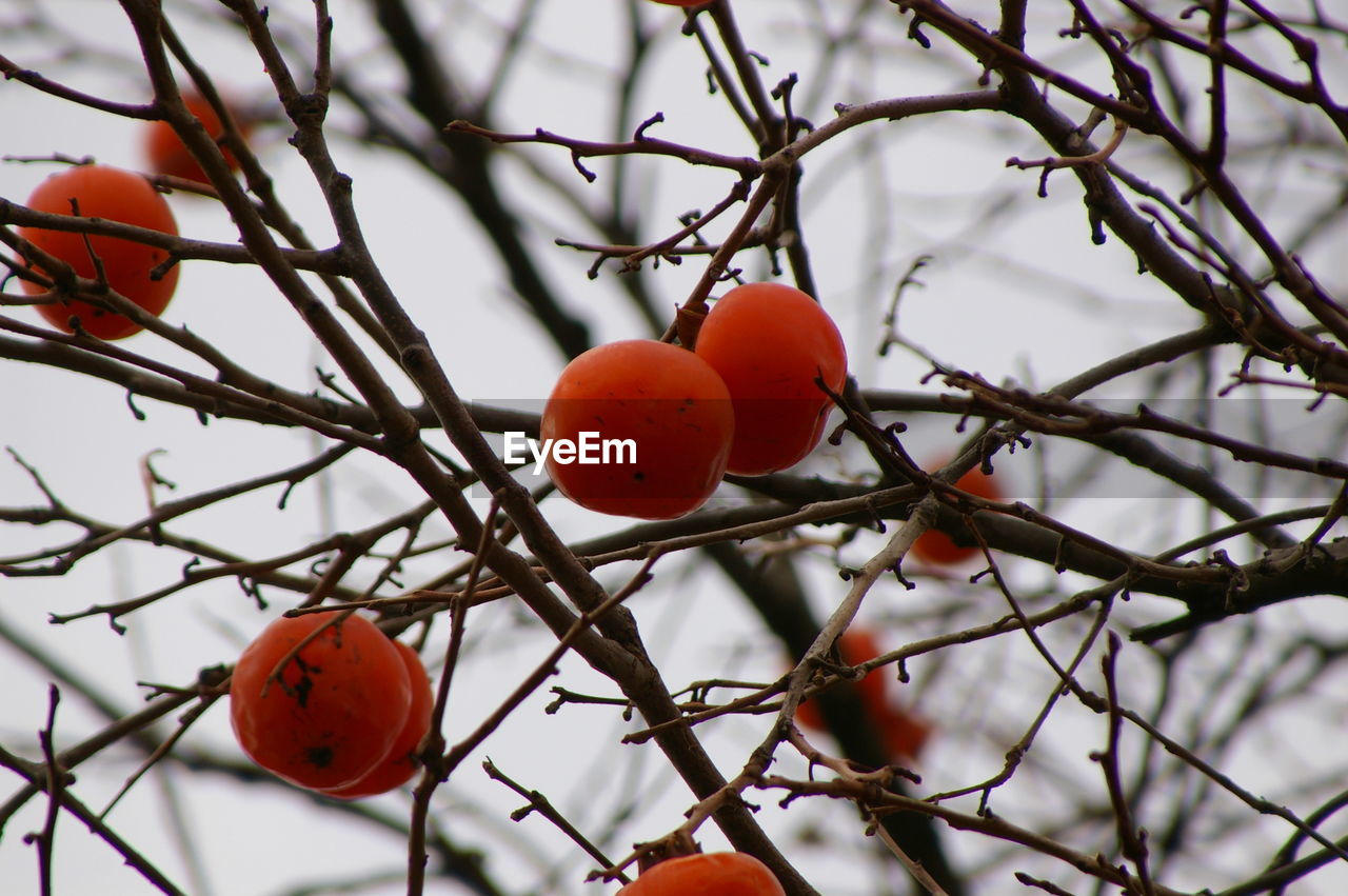 Close-up of persimmonberries on tree