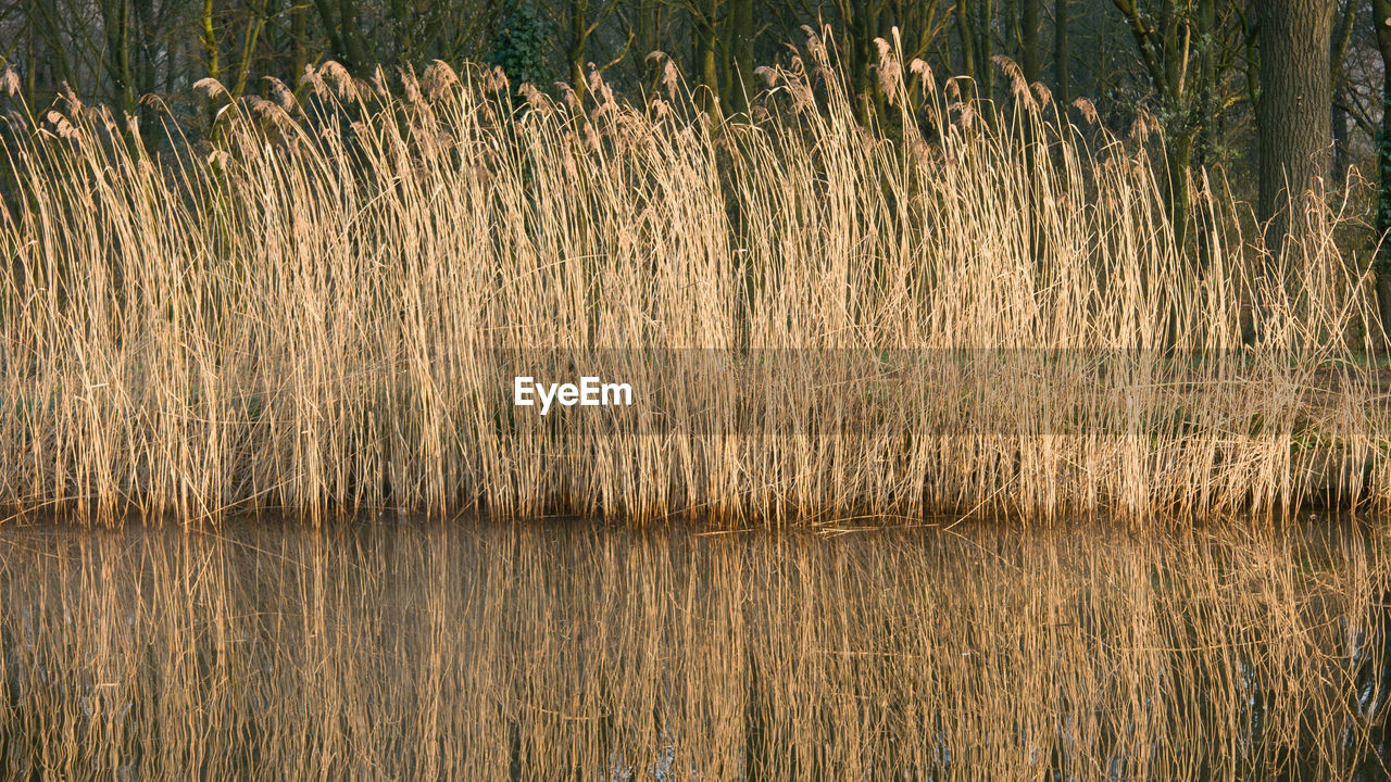 SCENIC VIEW OF GRASS IN FIELD