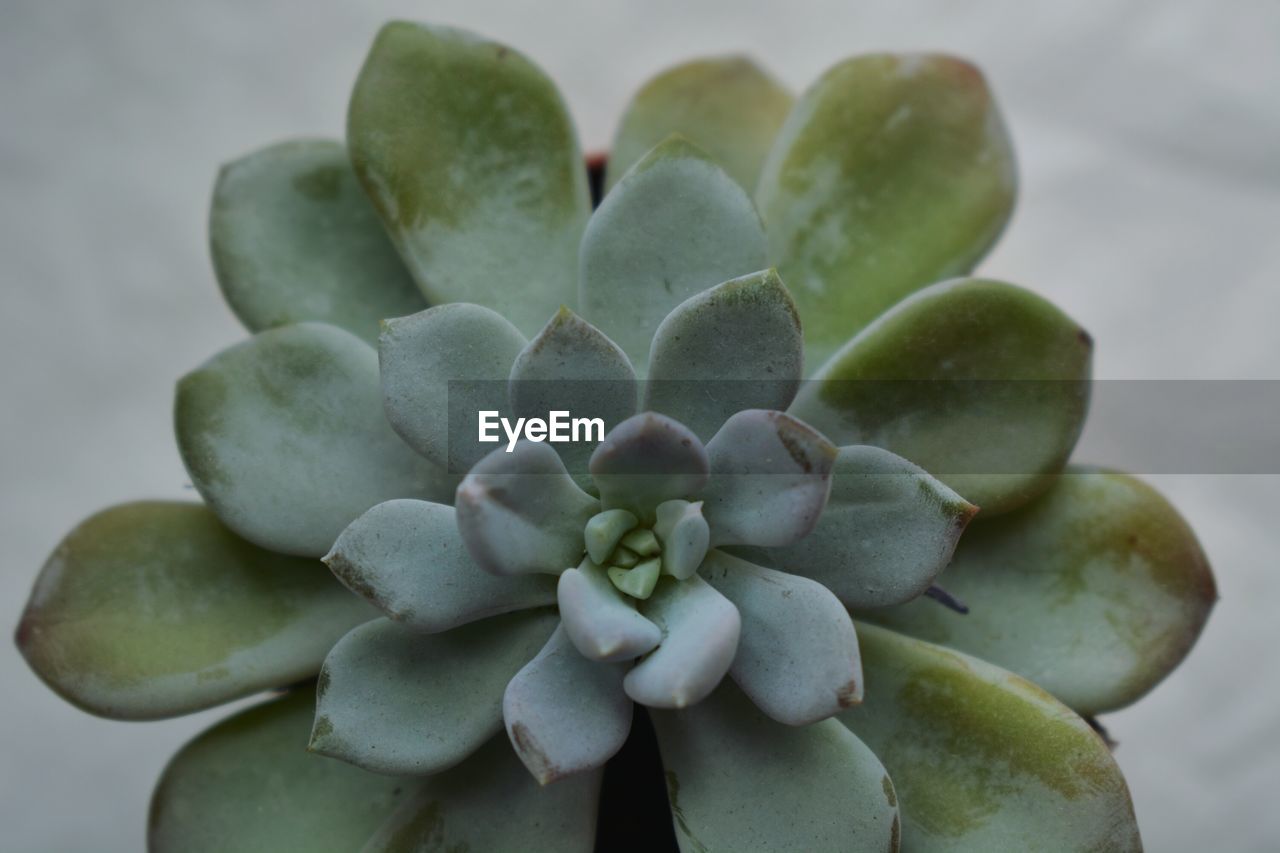 Close-up of succulent plant growing outdoors