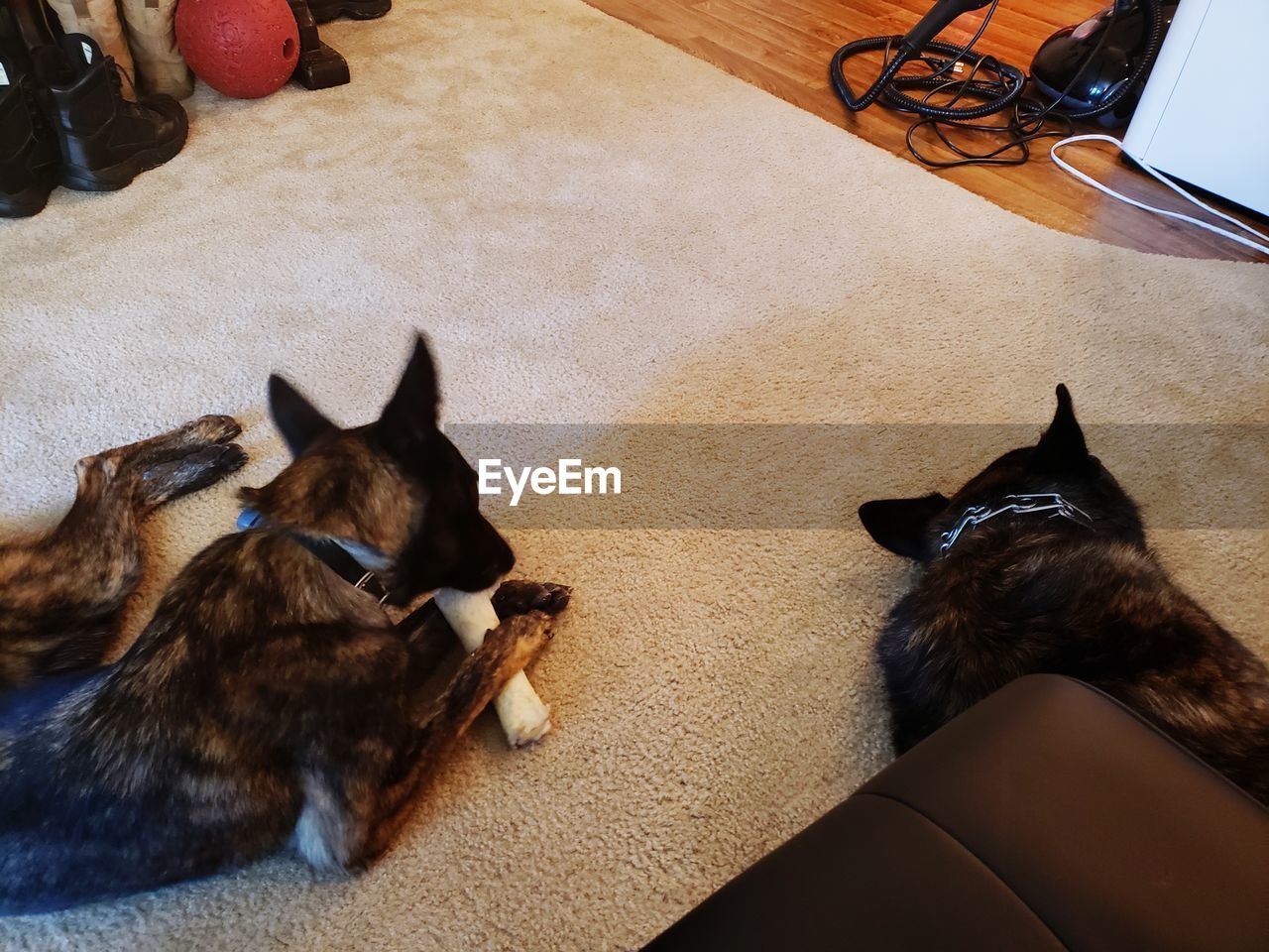 HIGH ANGLE VIEW OF A DOG LYING DOWN ON THE FLOOR