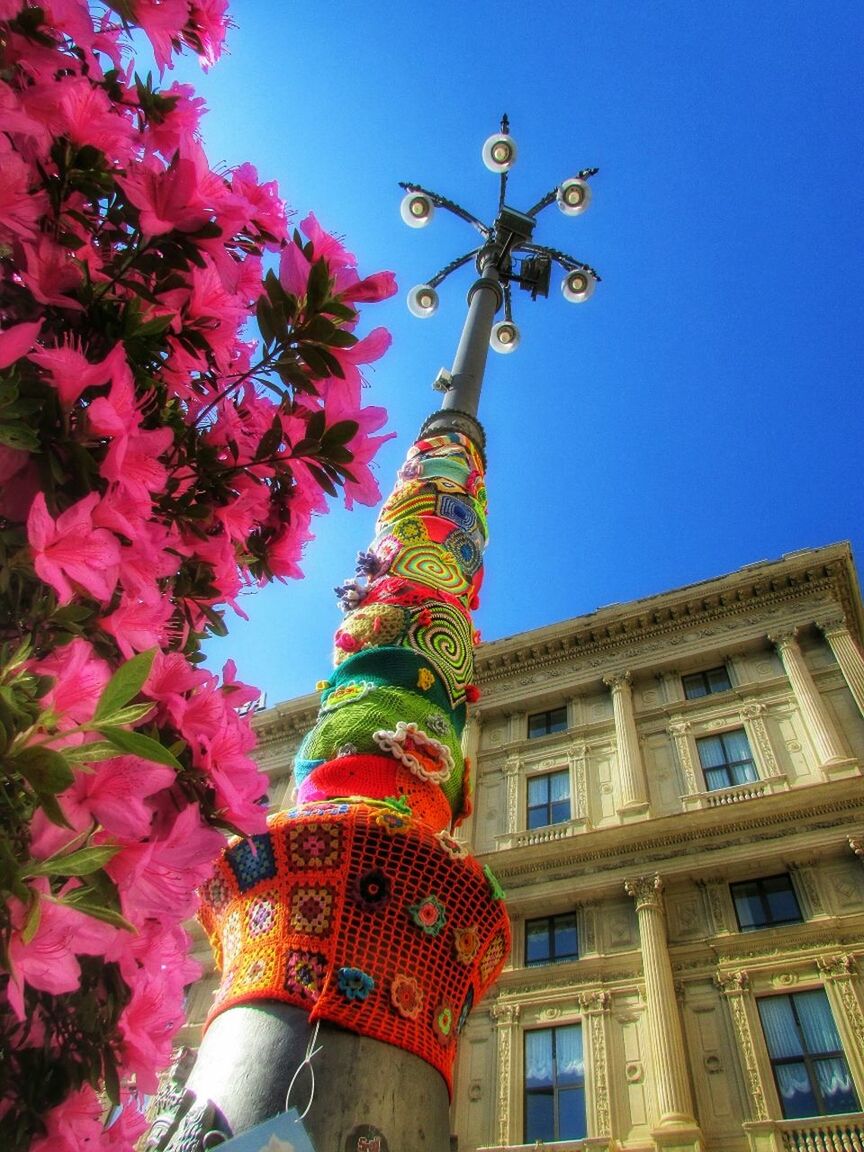 LOW ANGLE VIEW OF FLOWERS ON TREE