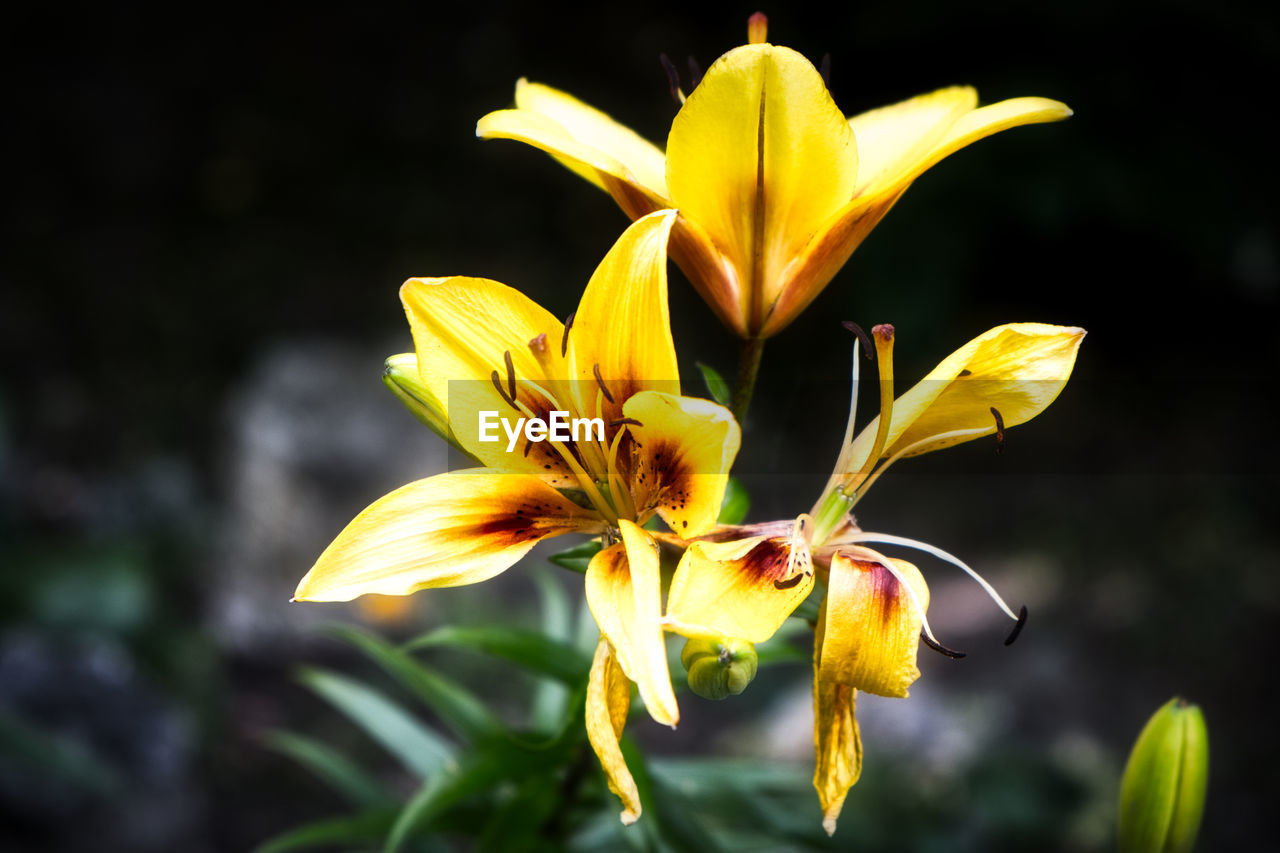 Close-up of yellow flowering plant