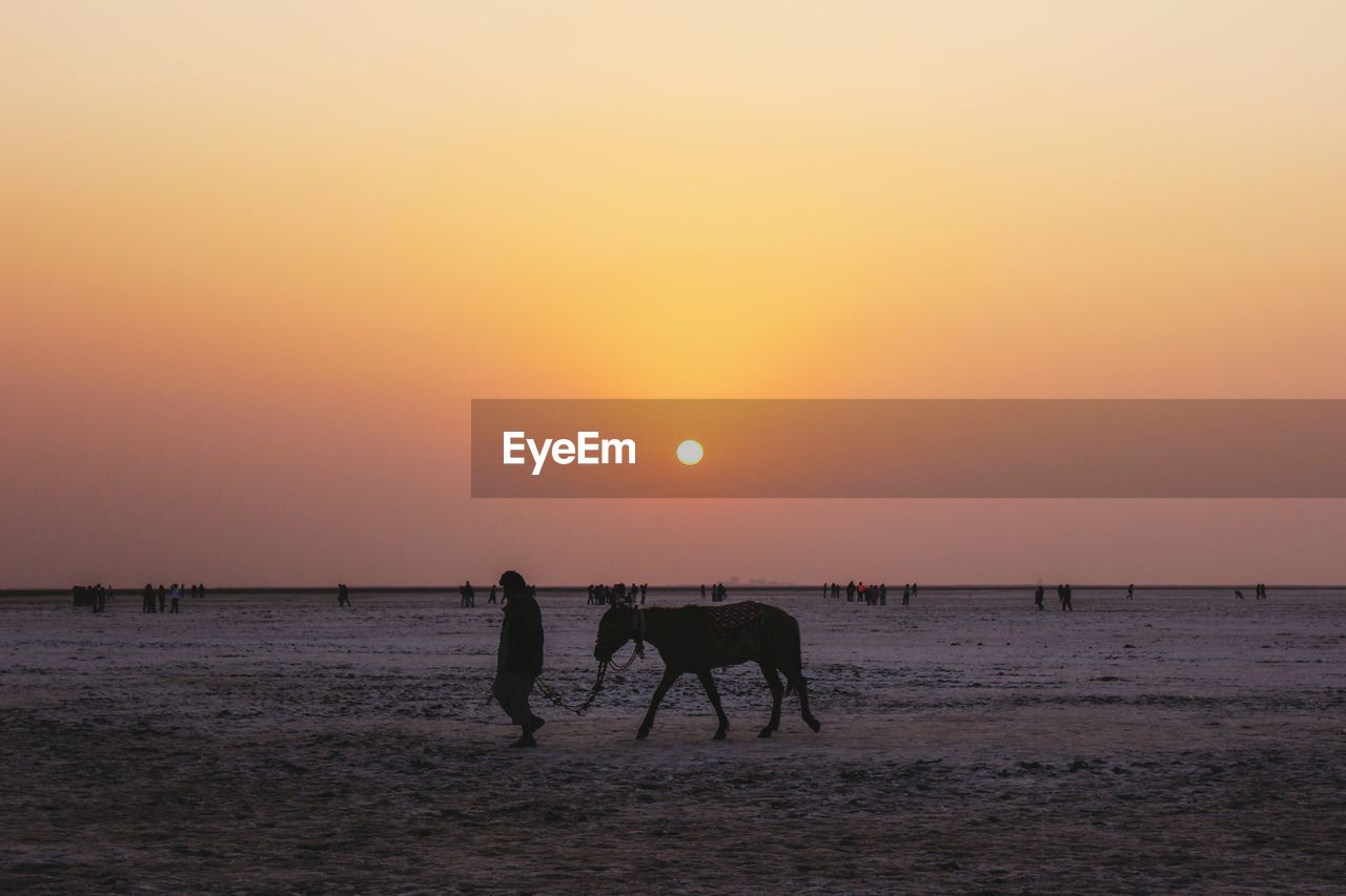 Silhouette man with horse on beach against clear sky during sunset