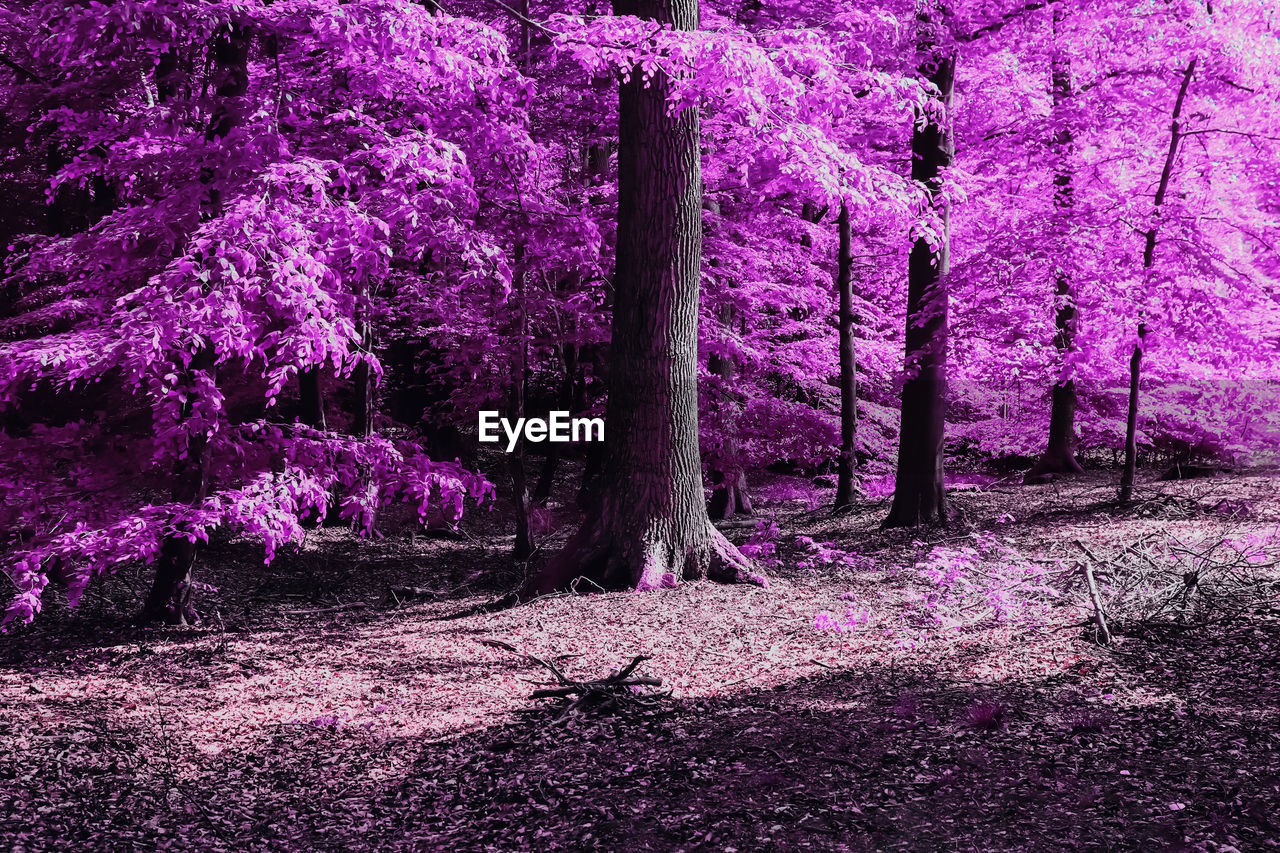 plant, tree, land, beauty in nature, growth, nature, no people, tranquility, flower, tree trunk, trunk, day, pink, tranquil scene, purple, outdoors, scenics - nature, forest, landscape, environment, sunlight, woodland, non-urban scene, flowering plant