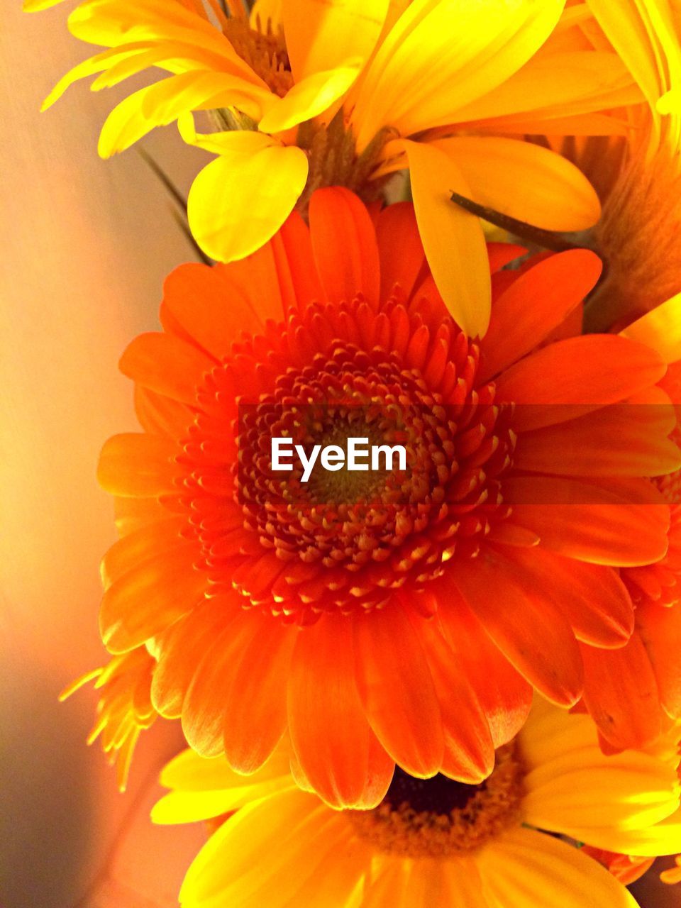 Close-up of yellow and orange flowers