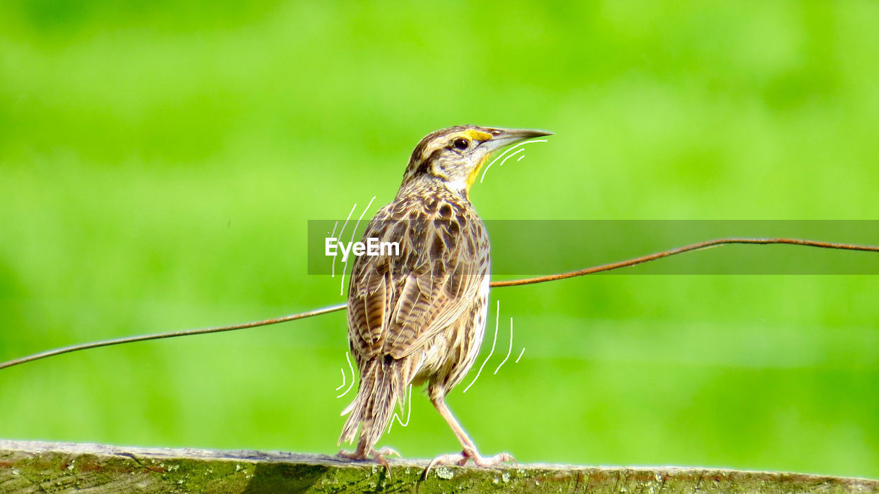 Close-up of bird perching on cable