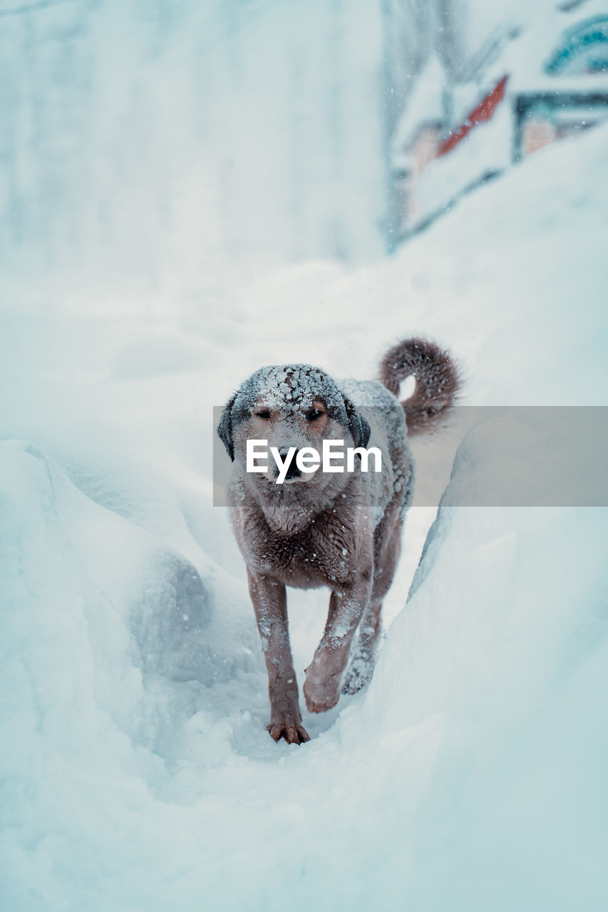 snow, winter, cold temperature, one animal, animal, animal themes, mammal, dog, pet, freezing, nature, canine, domestic animals, day, no people, frozen, portrait, fun, front view, white, looking at camera, outdoors, environment, full length, ice