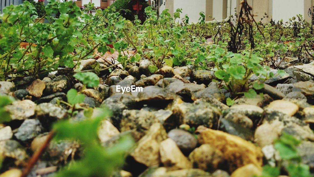 CLOSE-UP OF FRESH GREEN PLANT