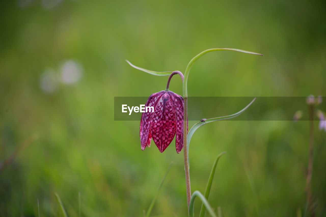 Snake's head fritillary fritillaria meleagris close-up view growing in field