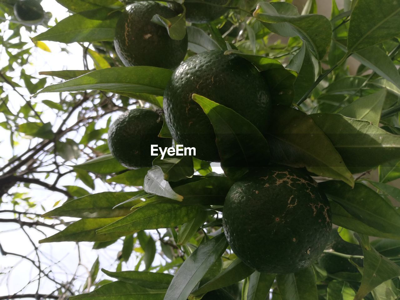 CLOSE-UP OF FRUITS ON TREE