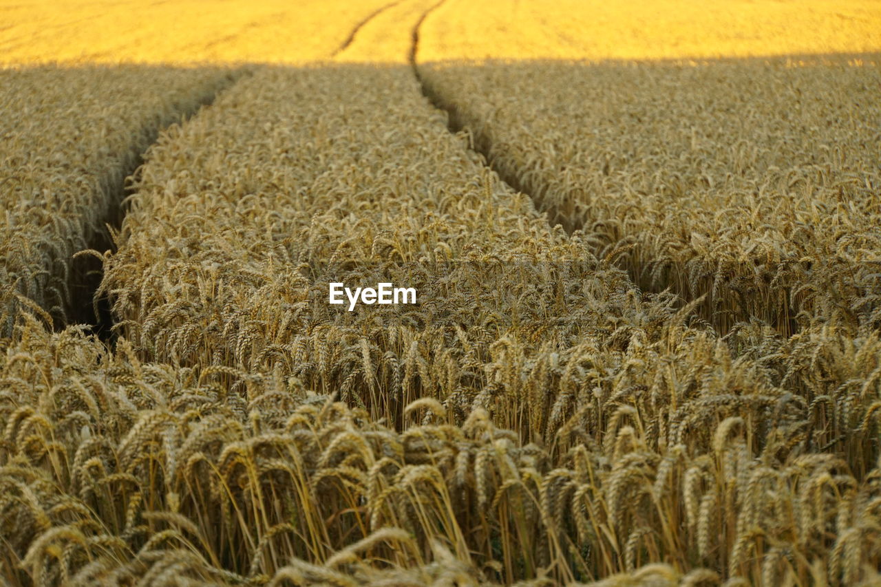Close-up of wheat field