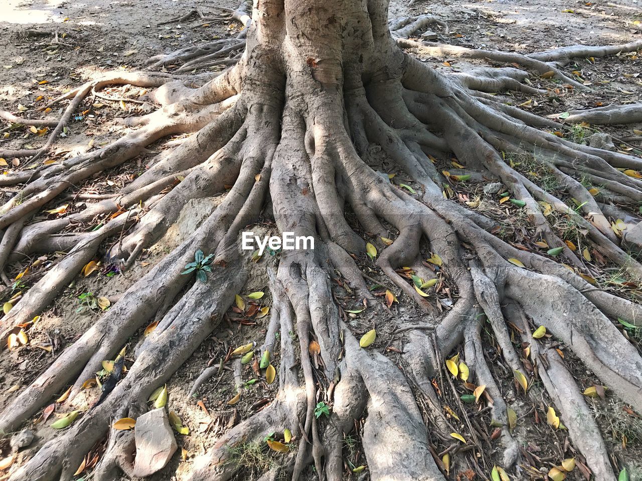 FULL FRAME SHOT OF TREE ROOTS