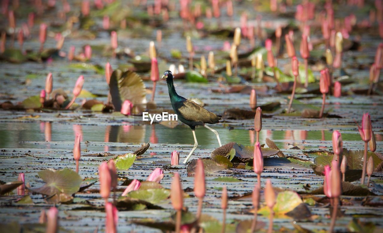 bird, animal themes, animal, animal wildlife, nature, wildlife, water, water bird, no people, lake, group of animals, wetland, outdoors, selective focus, reflection, duck, plant, autumn, day