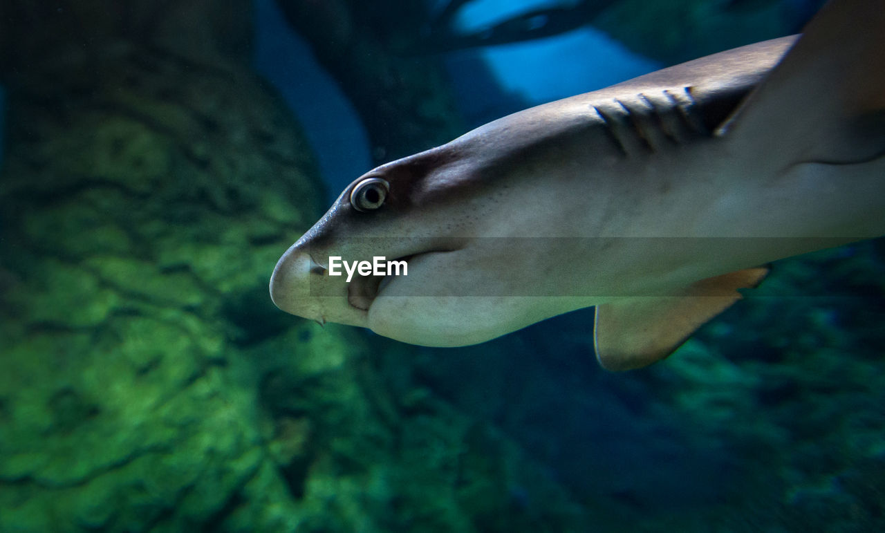 Close-up of shark swimming in water at aquarium