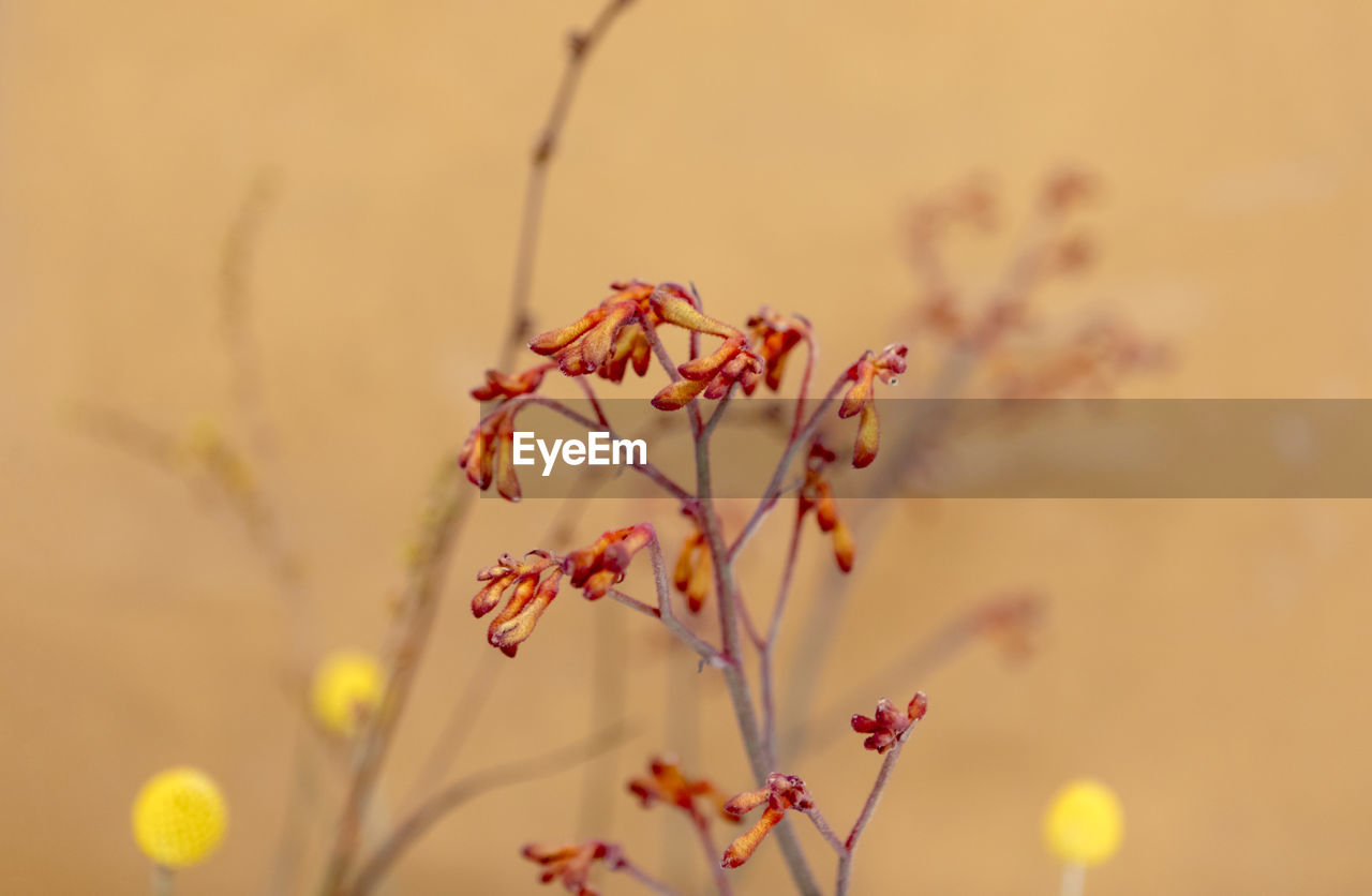 Close-up of flowering plant