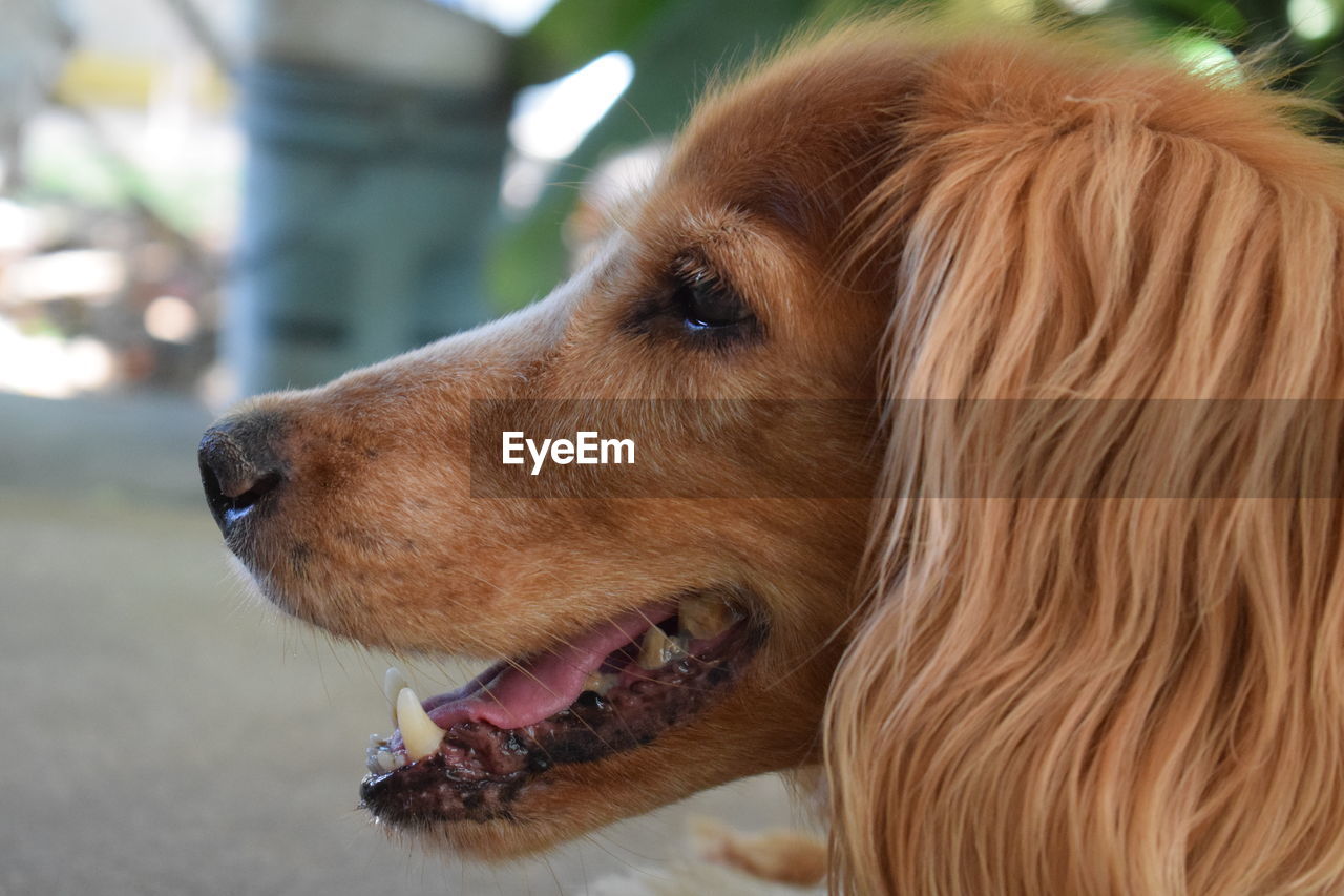 CLOSE-UP OF DOG WITH MOUTH OPEN