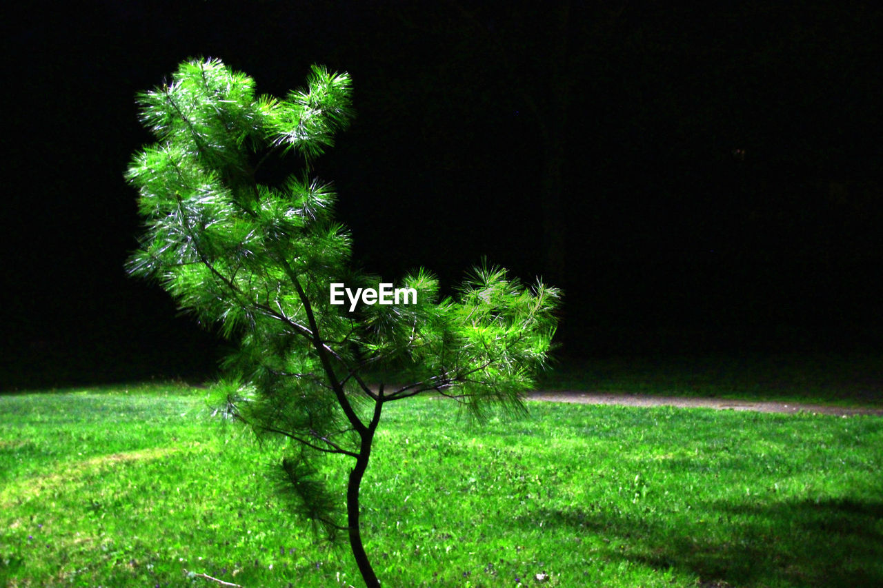 TREES GROWING ON FIELD AT NIGHT