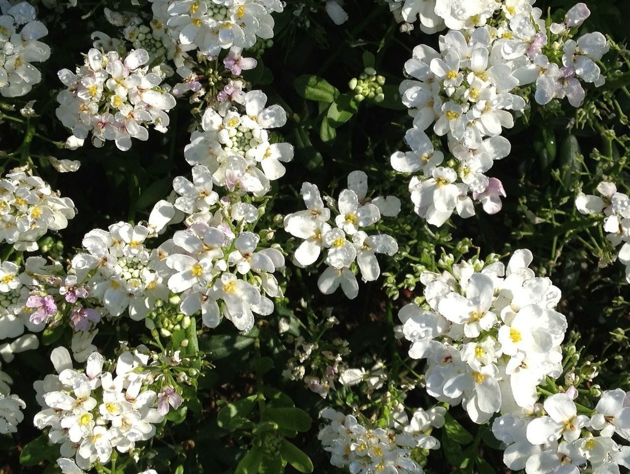 CLOSE-UP OF WHITE FLOWERS BLOOMING